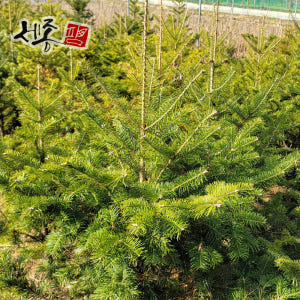 구상나무 실생 3년 묘목 실사용 후기 | 효과 있을까? - 상품 이미지 4