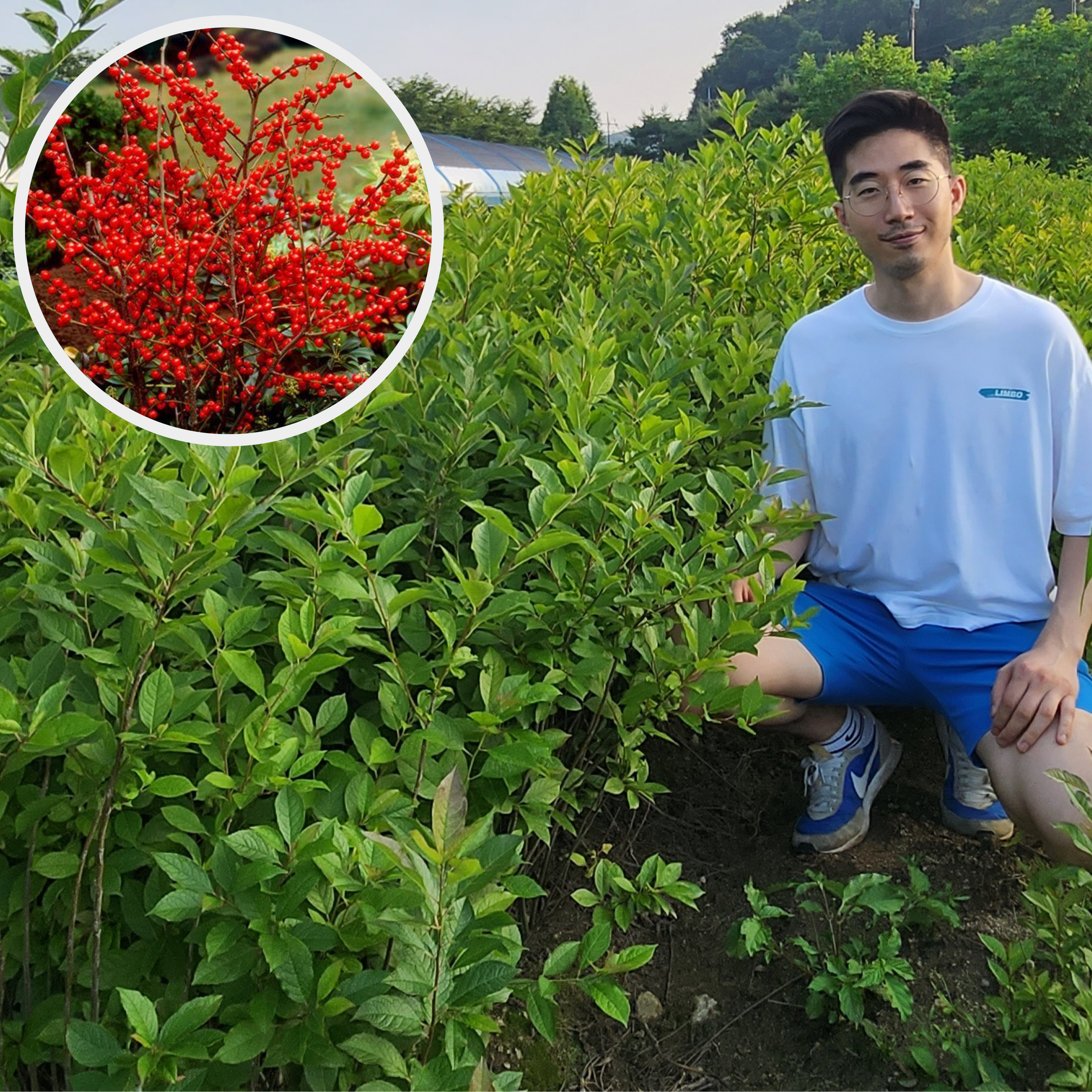 낙상홍 1년 플러그묘 낙산홍 - 상세 이미지 3