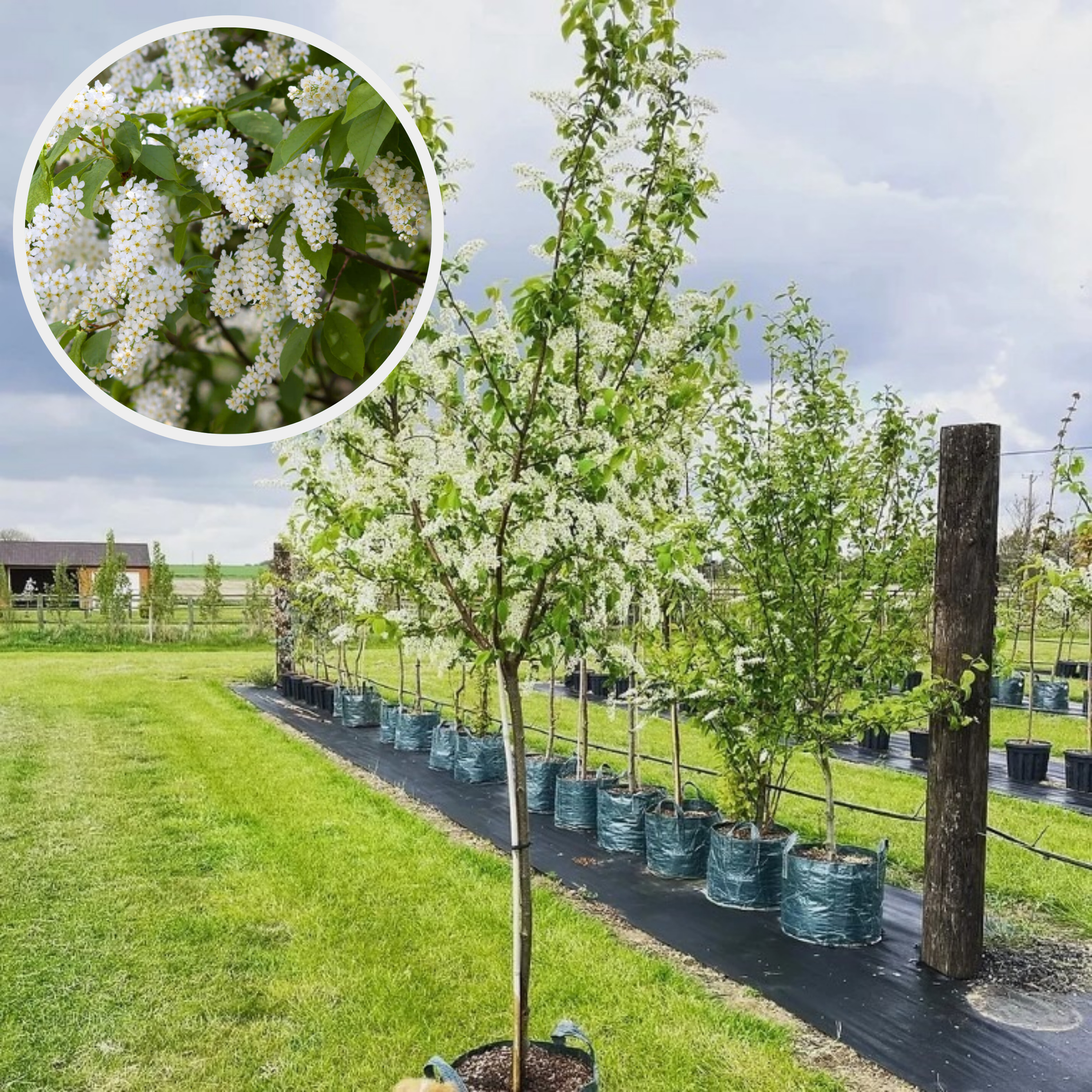 귀룽나무 2년 묘목 꽃향기 제품 이미지