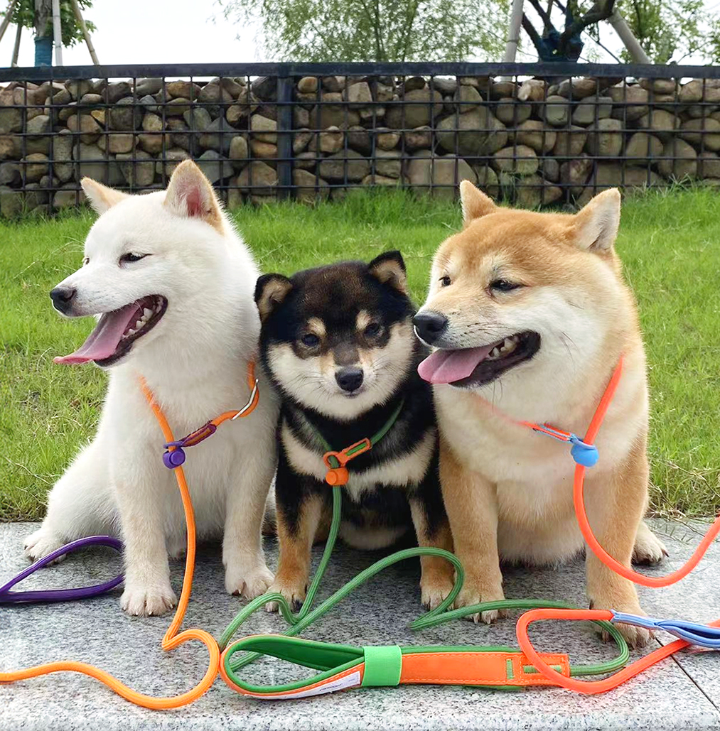 펫쭈 강아지리드줄 소형견 중형견 대형견 산책줄 - 상세 이미지 2