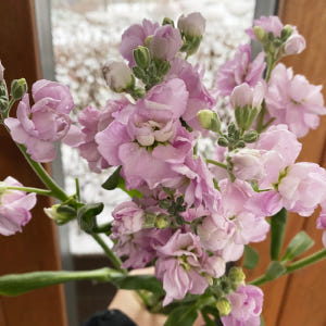 스토크 스톡 생화 2송이 꽃다발 비단향꽃무 양재꽃시장 솔직 후기 | 실사용자 리뷰 분석 - 상품 이미지 2