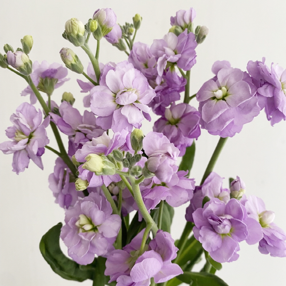 스토크 스톡 생화 2송이 꽃다발 비단향꽃무 양재꽃시장 이미지 4