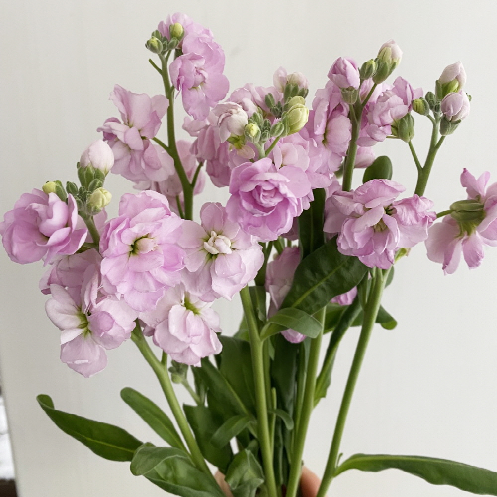 스토크 스톡 생화 2송이 꽃다발 비단향꽃무 양재꽃시장 솔직 후기 | 실사용자 리뷰 분석 - 대표 이미지