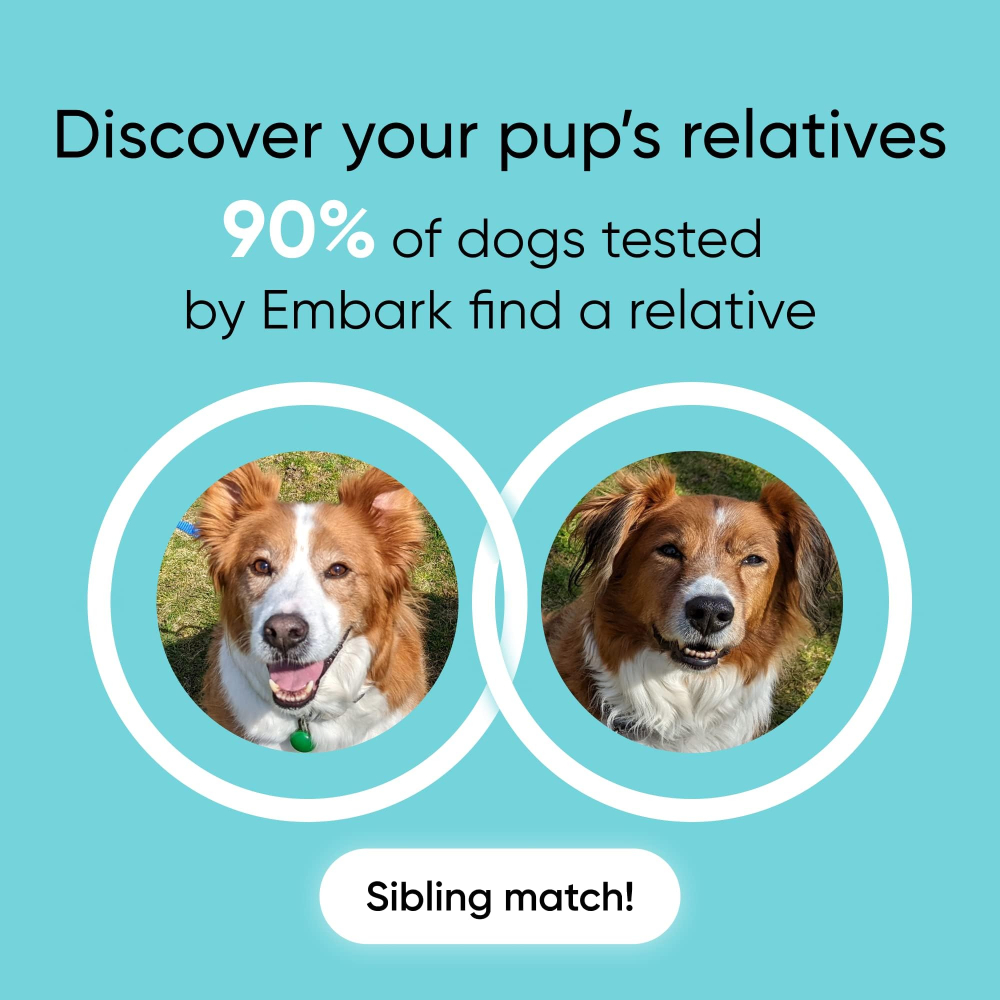 Embark 강아지 DNA 검사 키트 혈통 400개 견종 270가지 질병 - 상세 이미지 3