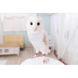 일본 도쿄: 아키하바라의 올빼미 카페에서 올빼미를 만나다 솔직 후기 | 실사용자 리뷰 분석 - 상품 이미지 4