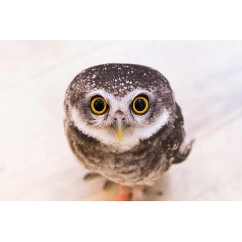 일본 도쿄: 아키하바라의 올빼미 카페에서 올빼미를 만나다 이미지 1