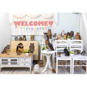 일본 도쿄: 아키하바라의 올빼미 카페에서 올빼미를 만나다 솔직 후기 | 실사용자 리뷰 분석 - 상품 이미지 3