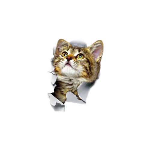 벽뚫고나오는 고양이 3D 인테리어 스티커 귀여운 감성벽지 시트지 데코 포인트벽지