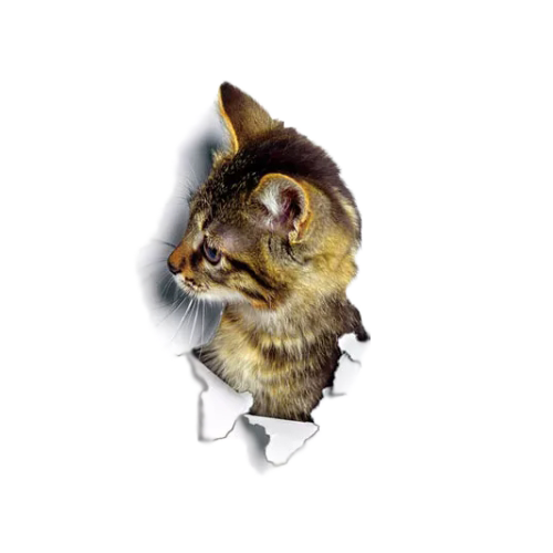 벽뚫고나오는 고양이 3D 인테리어 스티커 귀여운 감성벽지 시트지 데코 포인트벽지