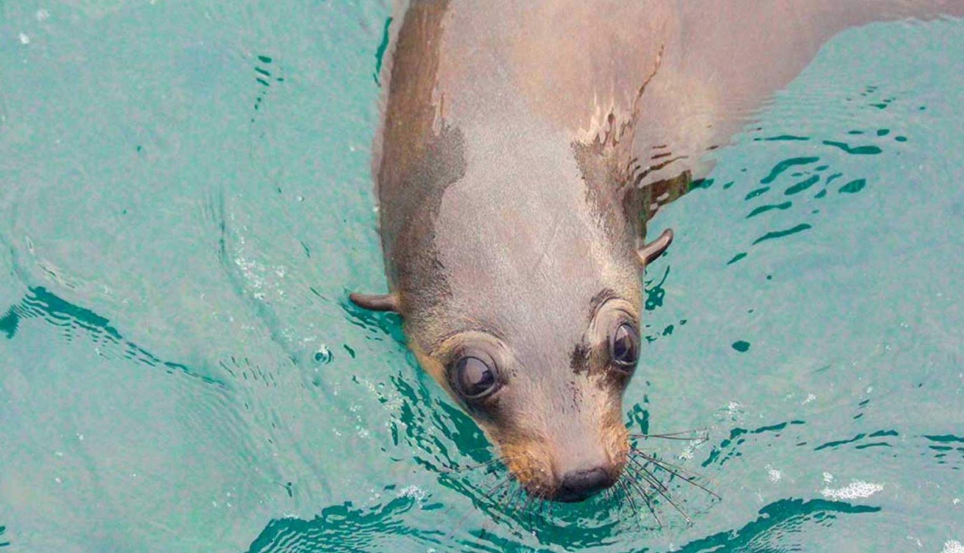 호주 멜버른 필립 아일랜드 케이프 울라마이 크루즈 이미지 2