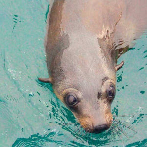 호주 멜버른 필립 아일랜드 케이프 울라마이 크루즈 솔직 후기 | 실사용자 리뷰 분석 - 상품 이미지 2