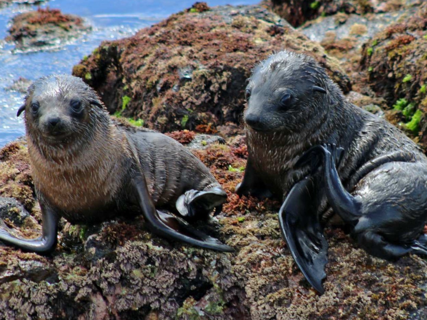 호주 멜버른 필립아일랜드 바다표범 크루즈 이미지 3