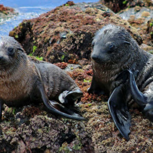 호주 멜버른 필립아일랜드 바다표범 크루즈 솔직 후기 | 실사용자 리뷰 분석 - 상품 이미지 3