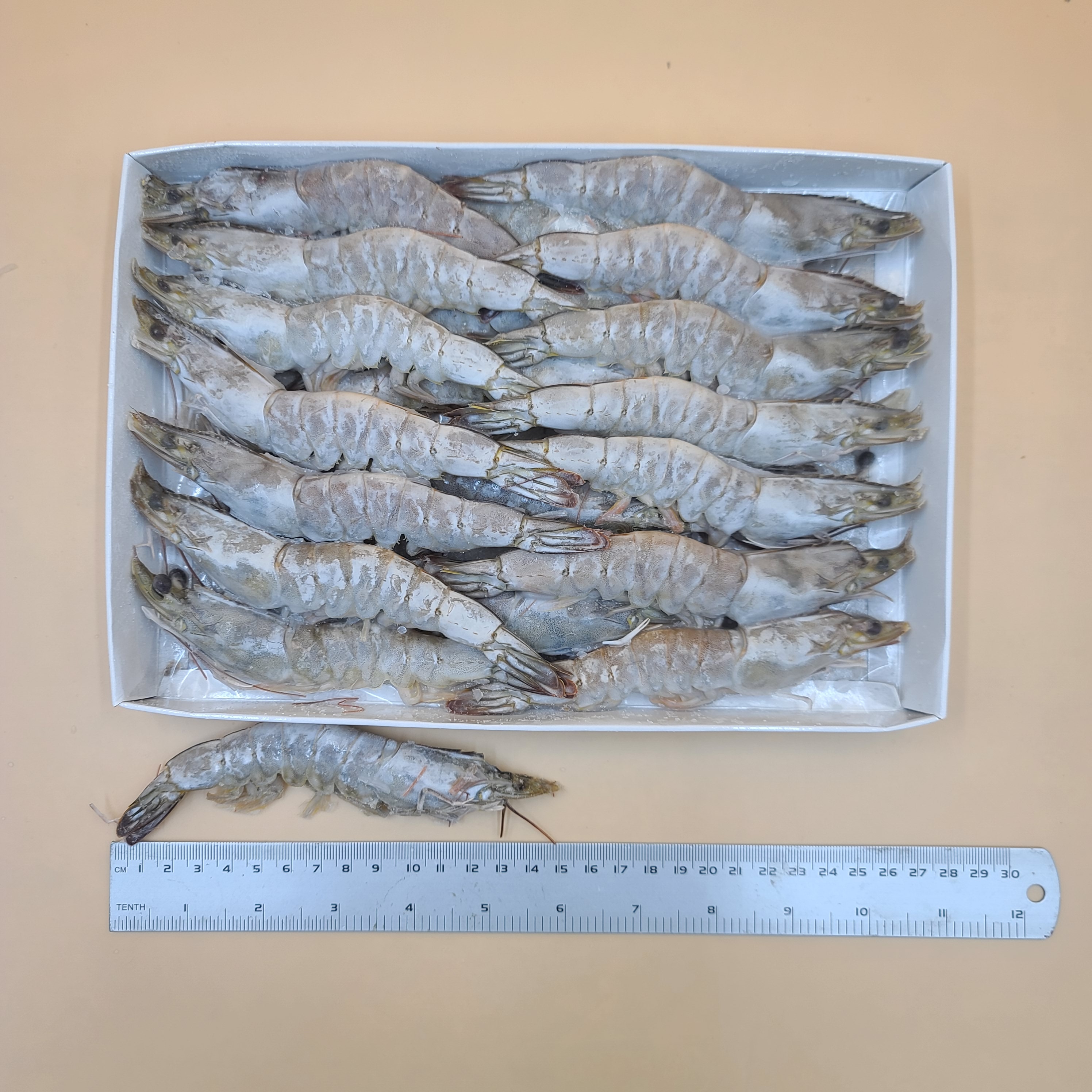 특A급 흰다리새우 20미 30미 40미 (500g) 화이트새우 소금구이새우 대하새우 중하새우 - 상세 이미지 3