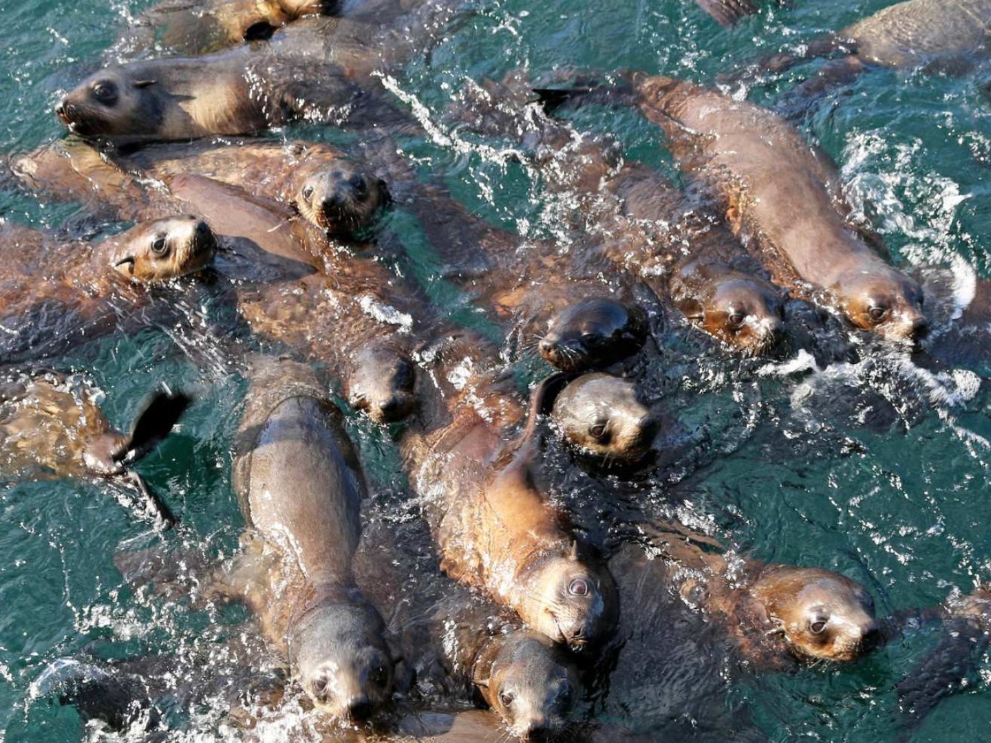 호주 멜버른 필립아일랜드 바다표범 크루즈 이미지 2