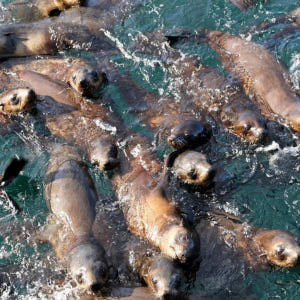 호주 멜버른 필립아일랜드 바다표범 크루즈 솔직 후기 | 실사용자 리뷰 분석 - 상품 이미지 2