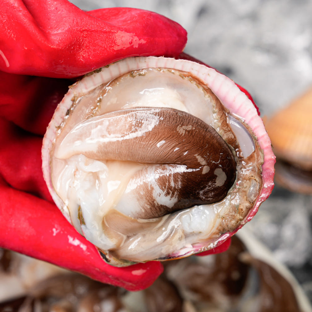 여수 새조개 실중량 200g 손질 샤브샤브