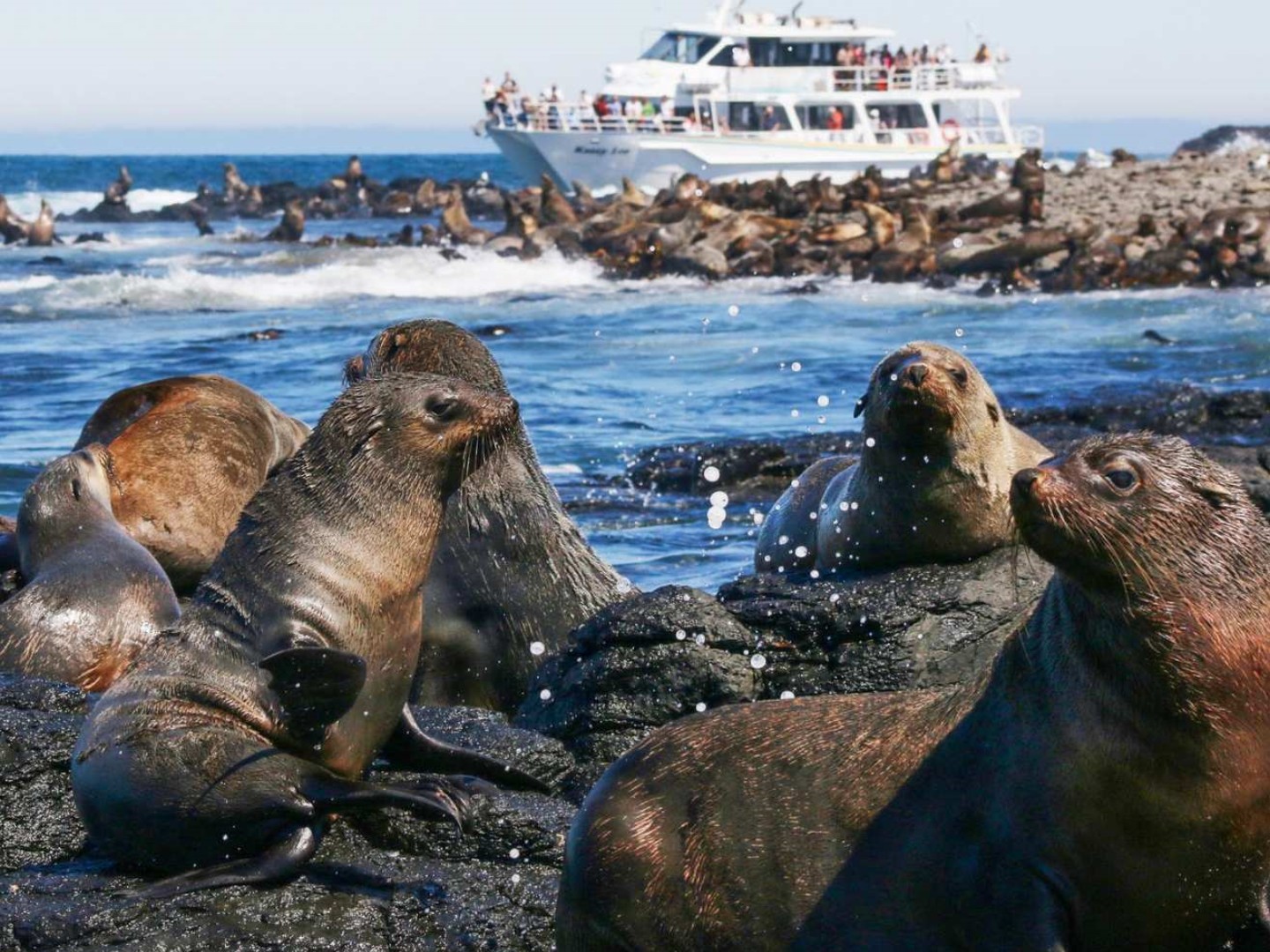 호주 멜버른 필립아일랜드 바다표범 크루즈 솔직 후기 | 실사용자 리뷰 분석 - 대표 이미지