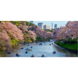 일본 도쿄: 프라이빗 벚꽃 체험 솔직 후기 | 실사용자 리뷰 분석 - 상품 이미지 1