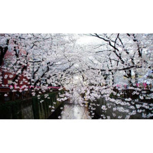 일본 도쿄: 프라이빗 벚꽃 체험 솔직 후기 | 실사용자 리뷰 분석 - 상품 이미지 4