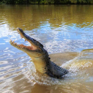 호주 다윈 시티 사이트 투어 & 점핑 크록스 리버 크루즈 솔직 후기 | 실사용자 리뷰 분석 - 상품 이미지 1