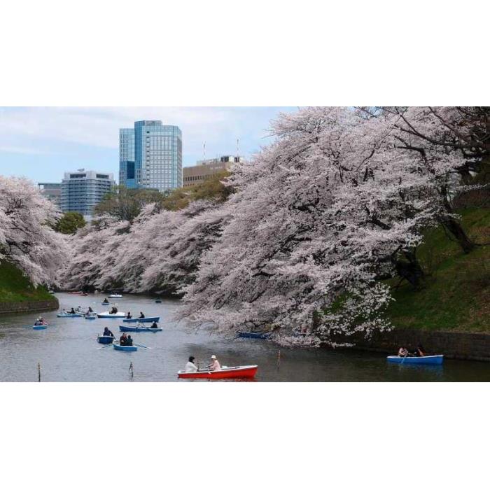 일본 도쿄: 프라이빗 벚꽃 체험 이미지 3