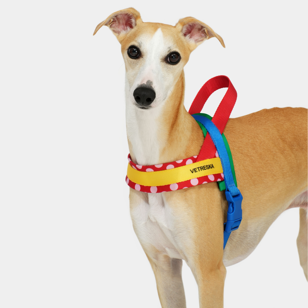 크로마 하네스 소형견 중형견 리드줄 세트