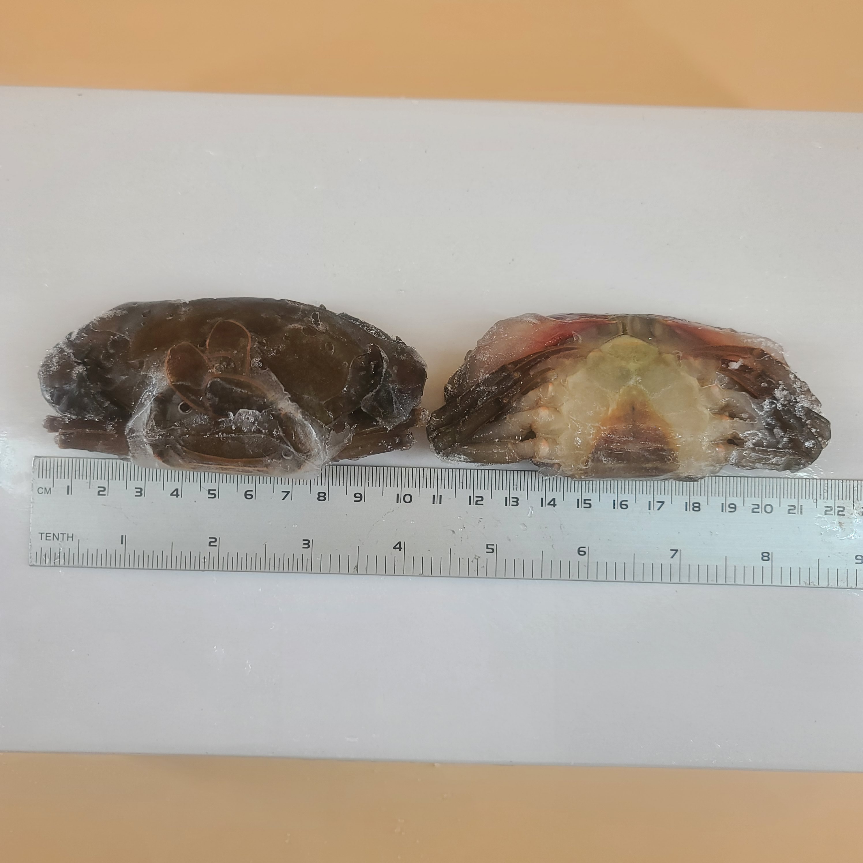 소프트쉘크랩 900g 10미 13미 (껍질얇은 톱날꽃게, 푸팟퐁커리 머드크랩) - 상세 이미지 2