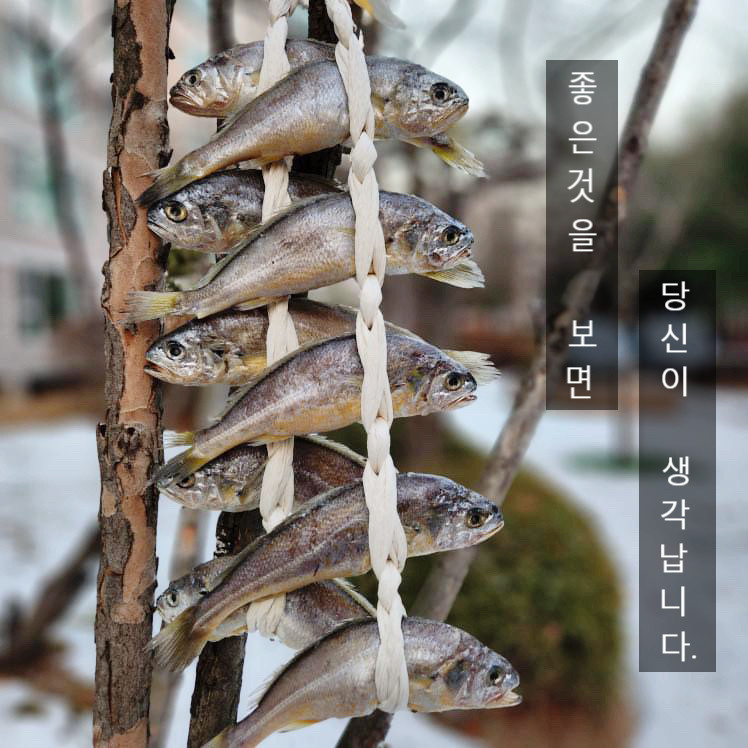 (주영광굴비) 국내산  프리미엄 법성포 영광굴비 명품 굴비선물세트 1.4kg  10미