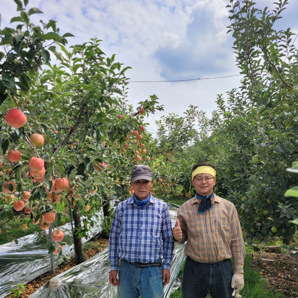 품절대란 2025년 산지직송 홍로 사과: 가정용 추천! 5 사과 이미지3