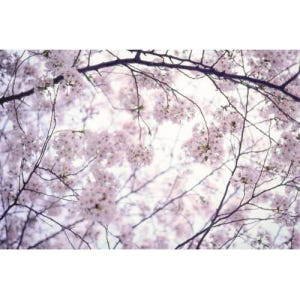 일본 도쿄 전문 사진 작가와 함께하는 도쿄 프라이빗 포토 투어 솔직 후기 | 실사용자 리뷰 분석 - 상품 이미지 1