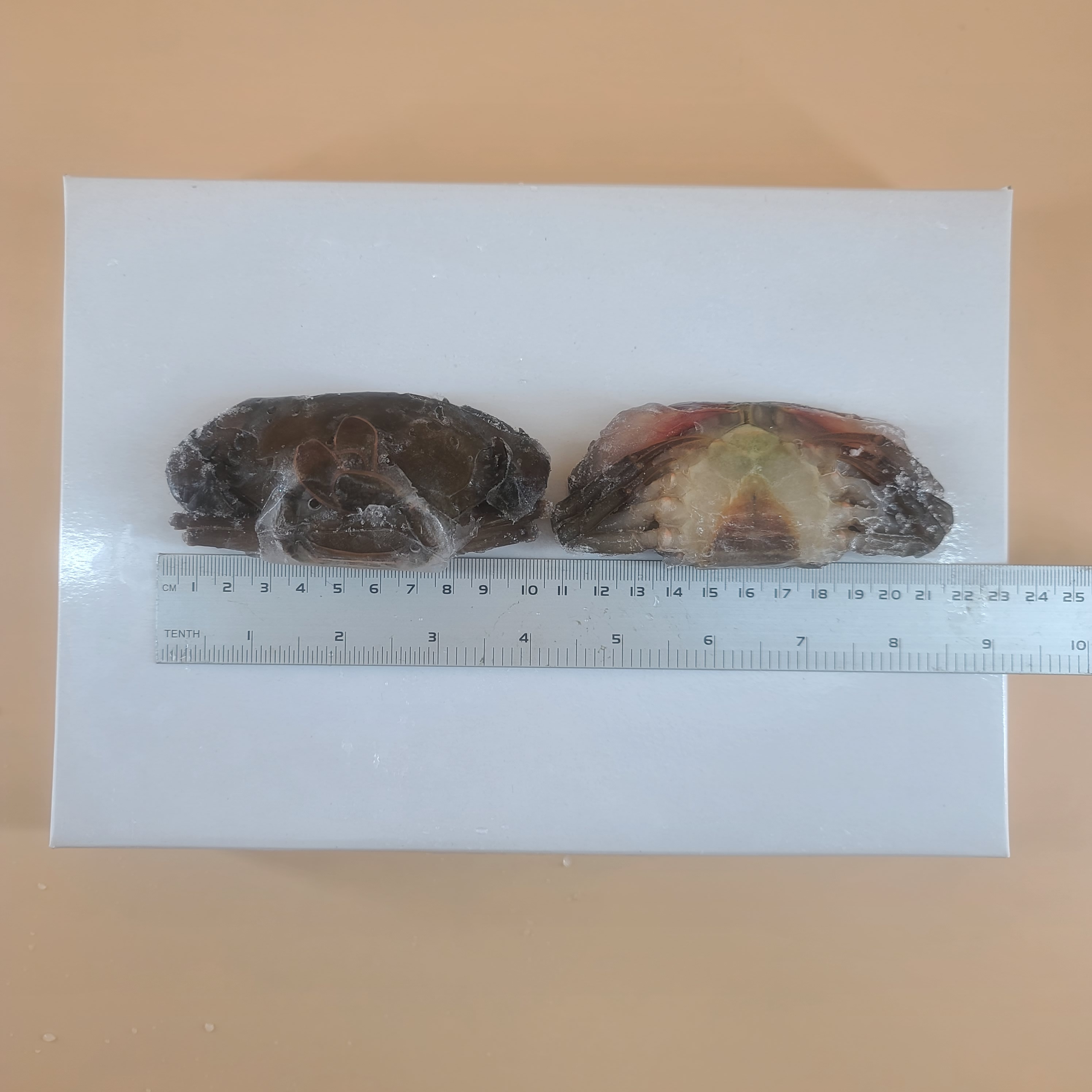소프트쉘크랩 900g 10미 13미 (껍질얇은 톱날꽃게, 푸팟퐁커리 머드크랩) - 상세 이미지 3