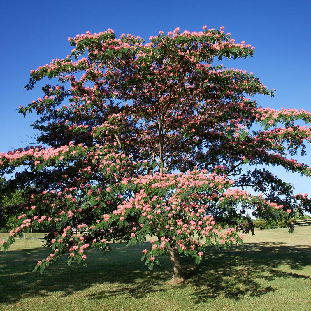 자귀나무 외목대 4년 7치 화분묘 이미지 3