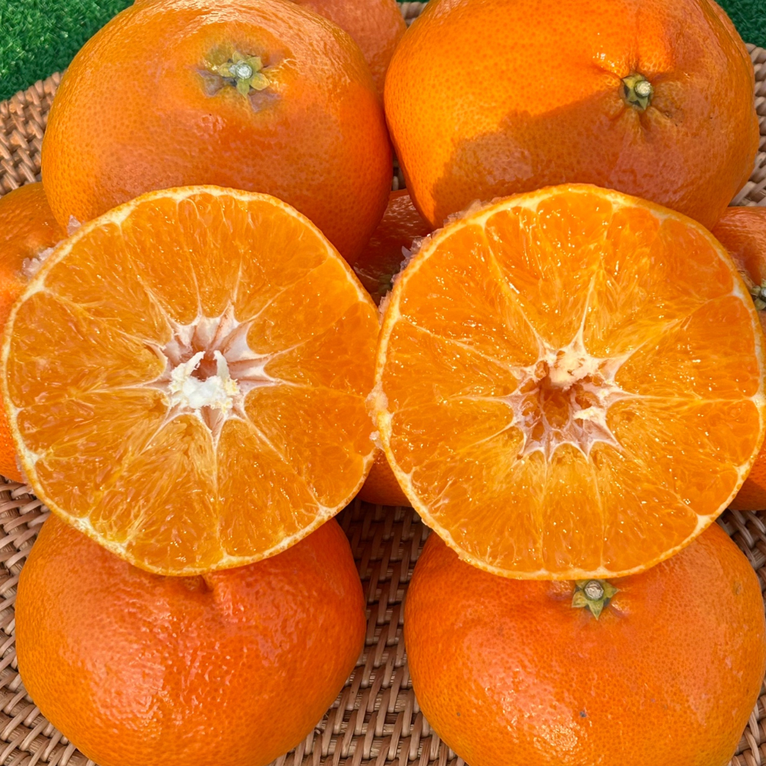 제주 레드향 고당도 3kg 5kg 선물용 가정용 프리미엄 선물세트 산지직송레드향 특대과 - 상세 이미지 2