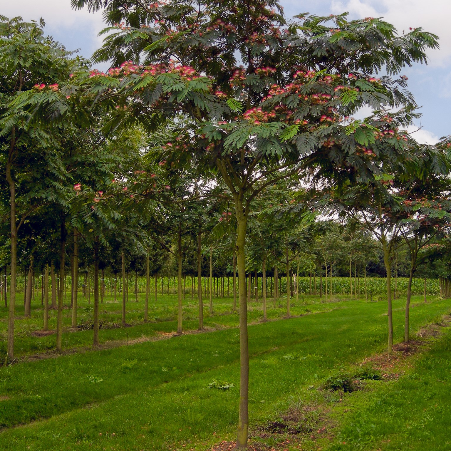 자귀나무 외목대 4년 7치 화분묘 이미지 2