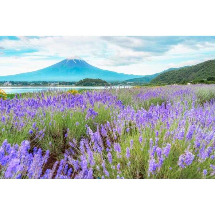 일본 도쿄에서: 후지산 하루 종일 관광 여행 이미지 2