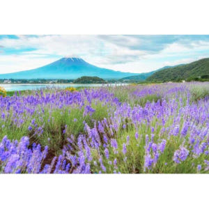 일본 도쿄에서: 후지산 하루 종일 관광 여행 솔직 후기 | 실사용자 리뷰 분석 - 상품 이미지 2