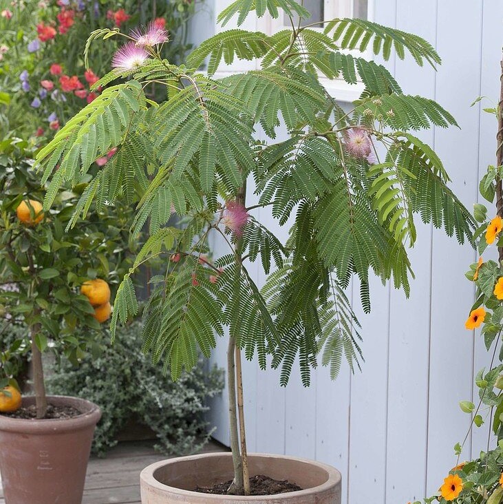 자귀나무 외목대 4년 7치 화분묘 이미지 4