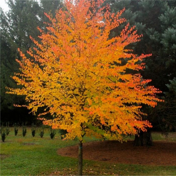 계수나무 2년 포트묘 - 상세 이미지 3