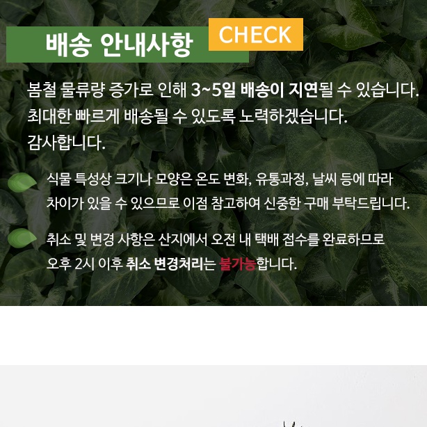 베란다 사무실 거실 화초 거실용 실내 화초 봄 겨울 화초 - 상세 이미지 5