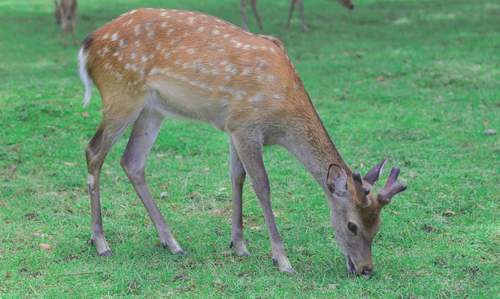 일본 아라시야마 & 금각사 & 나라공원 일일 투어 (오사카/교토 출발) 이미지 4