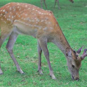 일본 아라시야마 & 금각사 & 나라공원 일일 투어 (오사카/교토 출발) 솔직 후기 | 실사용자 리뷰 분석 - 상품 이미지 4