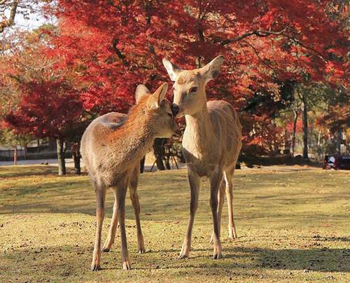일본 오사카 긴테츠 레일 패스 이미지 4