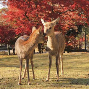 일본 오사카 긴테츠 레일 패스 솔직 후기 | 실사용자 리뷰 분석 - 상품 이미지 4