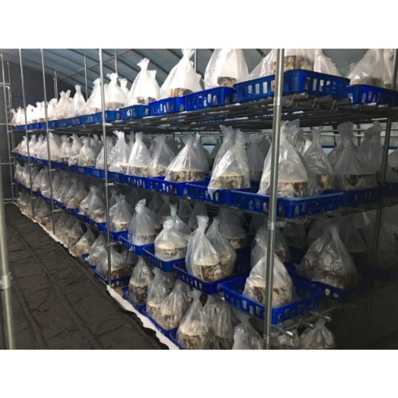 윤상철 그리포란 원목건조꽃송이버섯 200g 세트 원목재배 베타글루칸 다량함유 - 상세 이미지 2