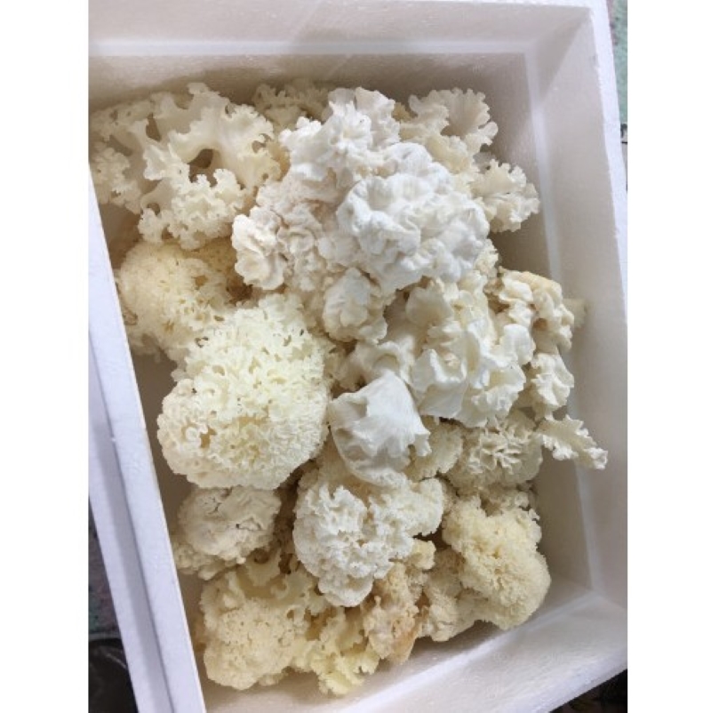 윤상철 그리포란 원목건조꽃송이버섯 200g 세트 원목재배 베타글루칸 다량함유 - 상세 이미지 4