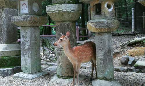 일본 아라시야마 & 금각사 & 나라공원 일일 투어 (오사카/교토 출발) 이미지 3