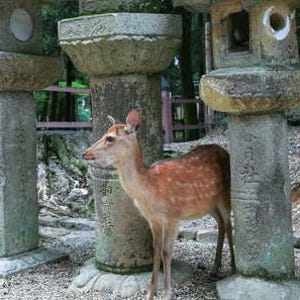 일본 아라시야마 & 금각사 & 나라공원 일일 투어 (오사카/교토 출발) 솔직 후기 | 실사용자 리뷰 분석 - 상품 이미지 3