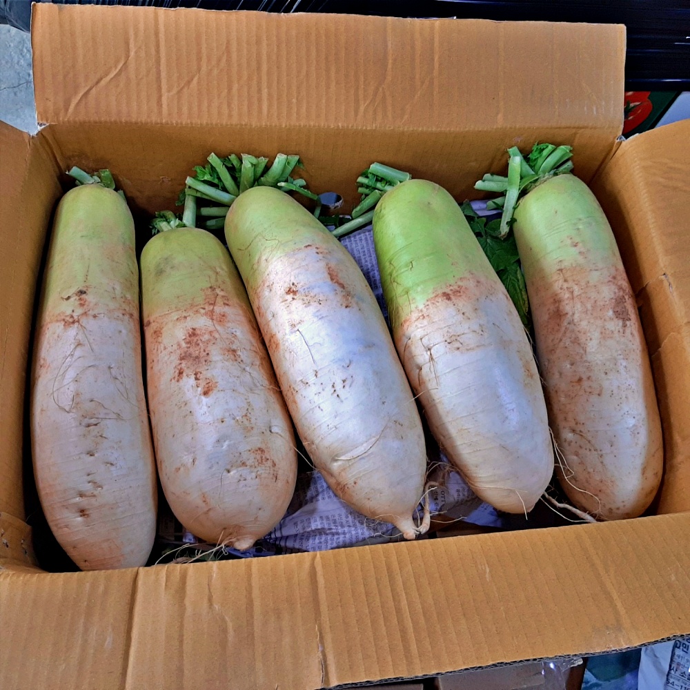무우 흙무 햇무 3kg 5kg 국내산 - 상세 이미지 3
