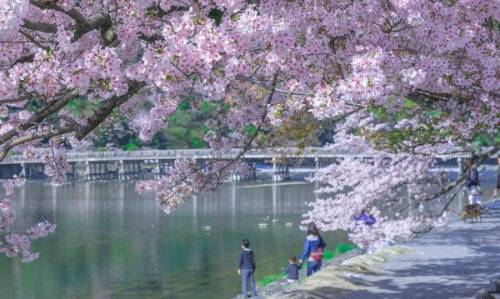 일본 아라시야마 & 금각사 & 나라공원 일일 투어 (오사카/교토 출발) 이미지 1